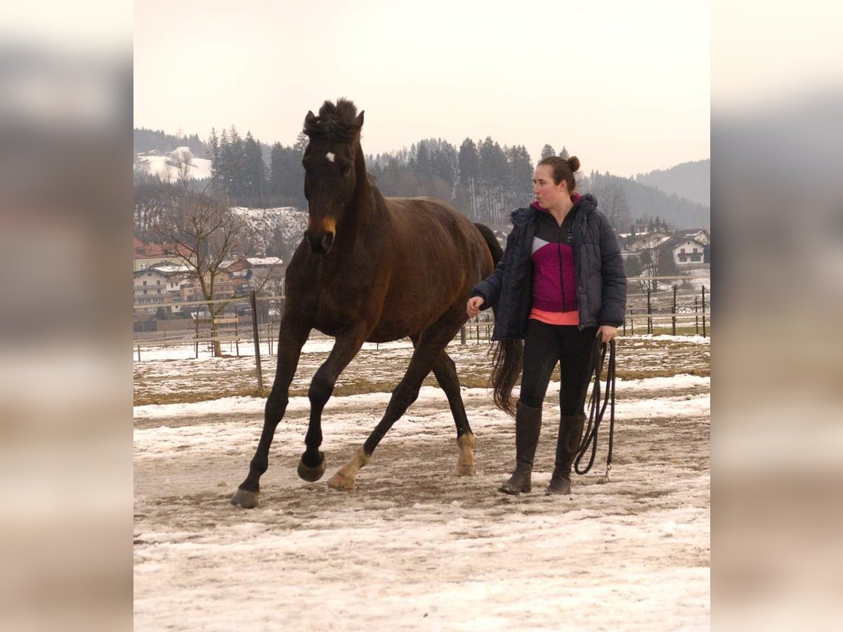 Altri pony/cavalli di piccola taglia Castrone 9 Anni 155 cm Morello in Kirchbichl