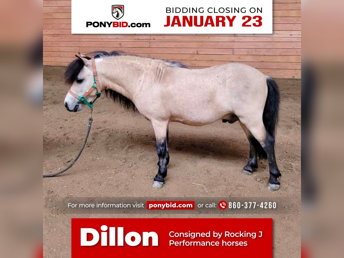 Altri pony/cavalli di piccola taglia Castrone 9 Anni 81 cm Pelle di daino in Windham, CT