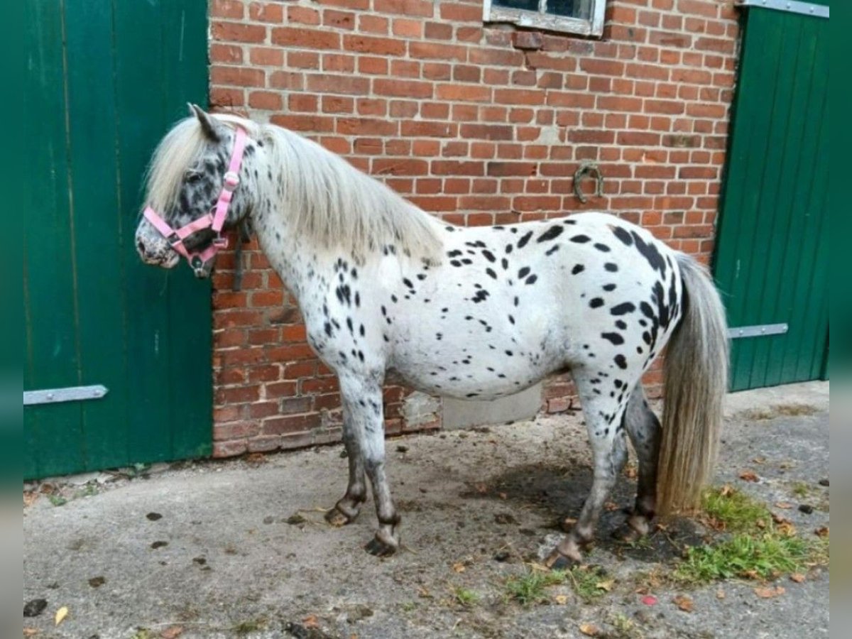 Altri pony/cavalli di piccola taglia Giumenta 10 Anni 100 cm Leopard in Hüttenberg