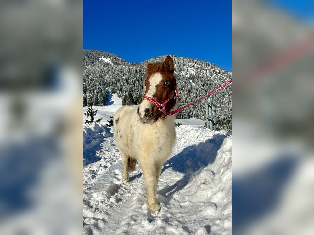 Altri pony/cavalli di piccola taglia Giumenta 10 Anni 105 cm Pezzato in Nesselwängle