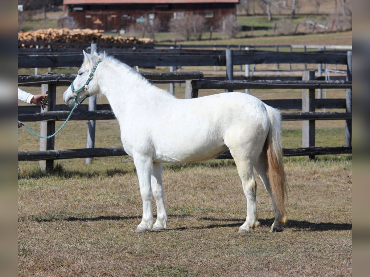 Altri pony/cavalli di piccola taglia Giumenta 10 Anni 122 cm Grigio in Rechnitz