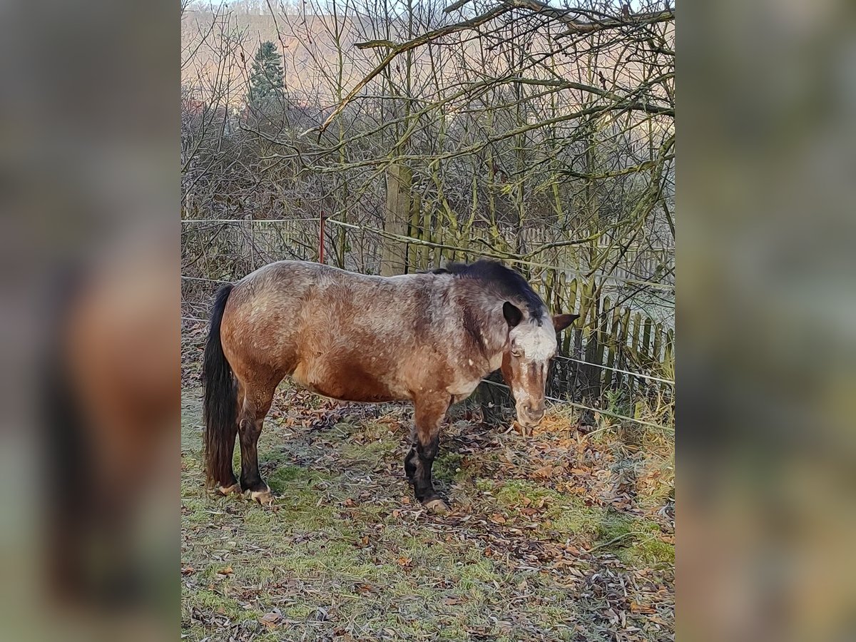 Altri pony/cavalli di piccola taglia Giumenta 10 Anni 130 cm Baio in Freienorla