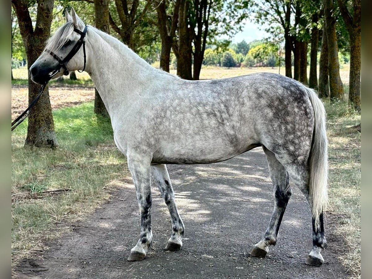 Altri pony/cavalli di piccola taglia Giumenta 10 Anni 138 cm Grigio pezzato in Deggendorf