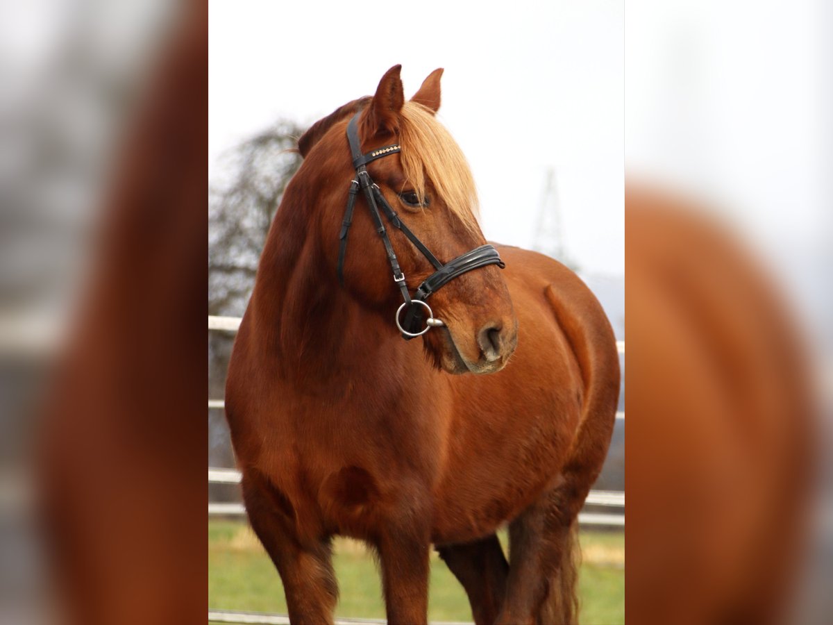 Altri pony/cavalli di piccola taglia Giumenta 10 Anni 143 cm Sauro in Kirchbichl