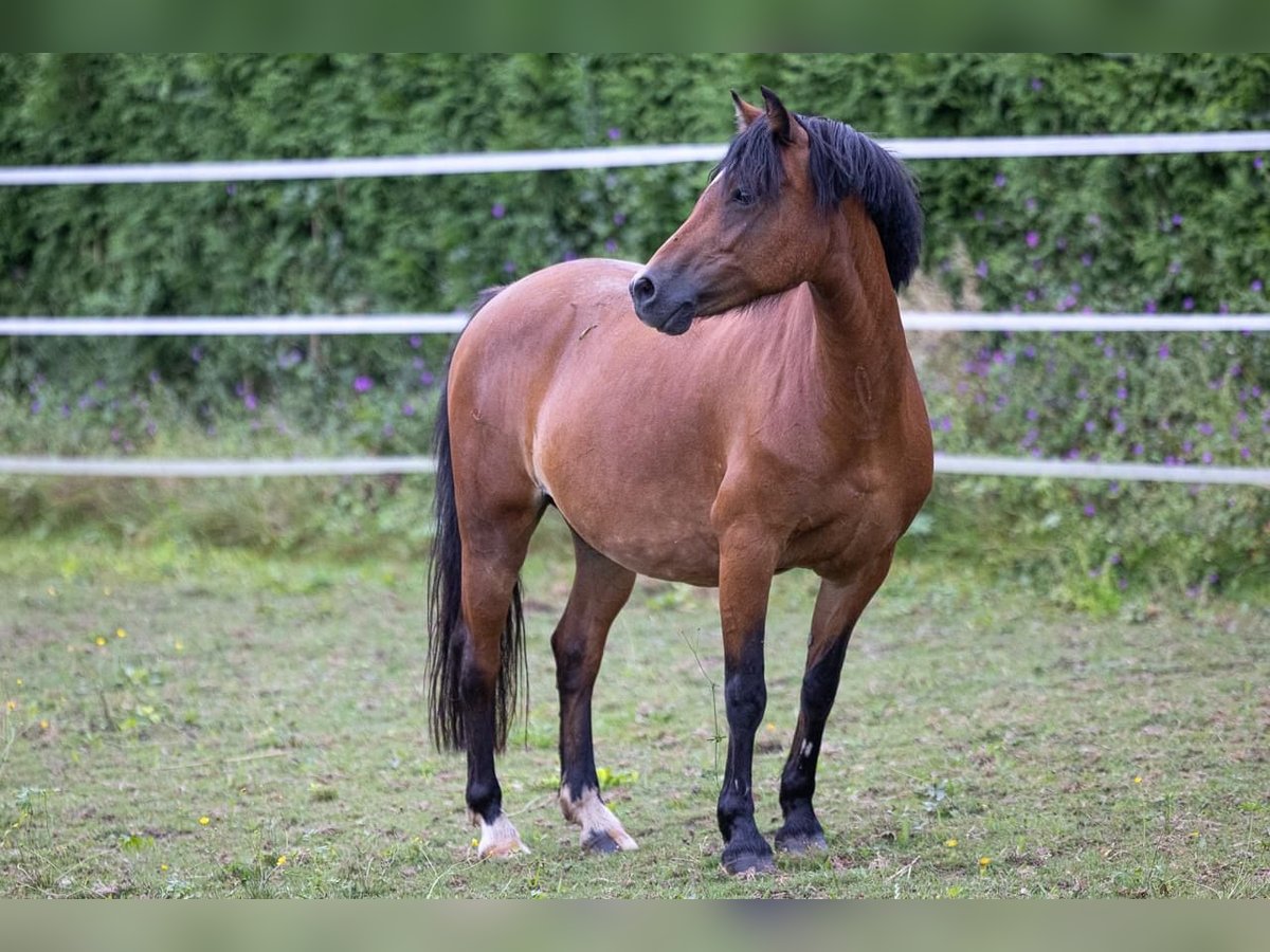 Altri pony/cavalli di piccola taglia Giumenta 11 Anni 130 cm Baio in Berg im Attergau