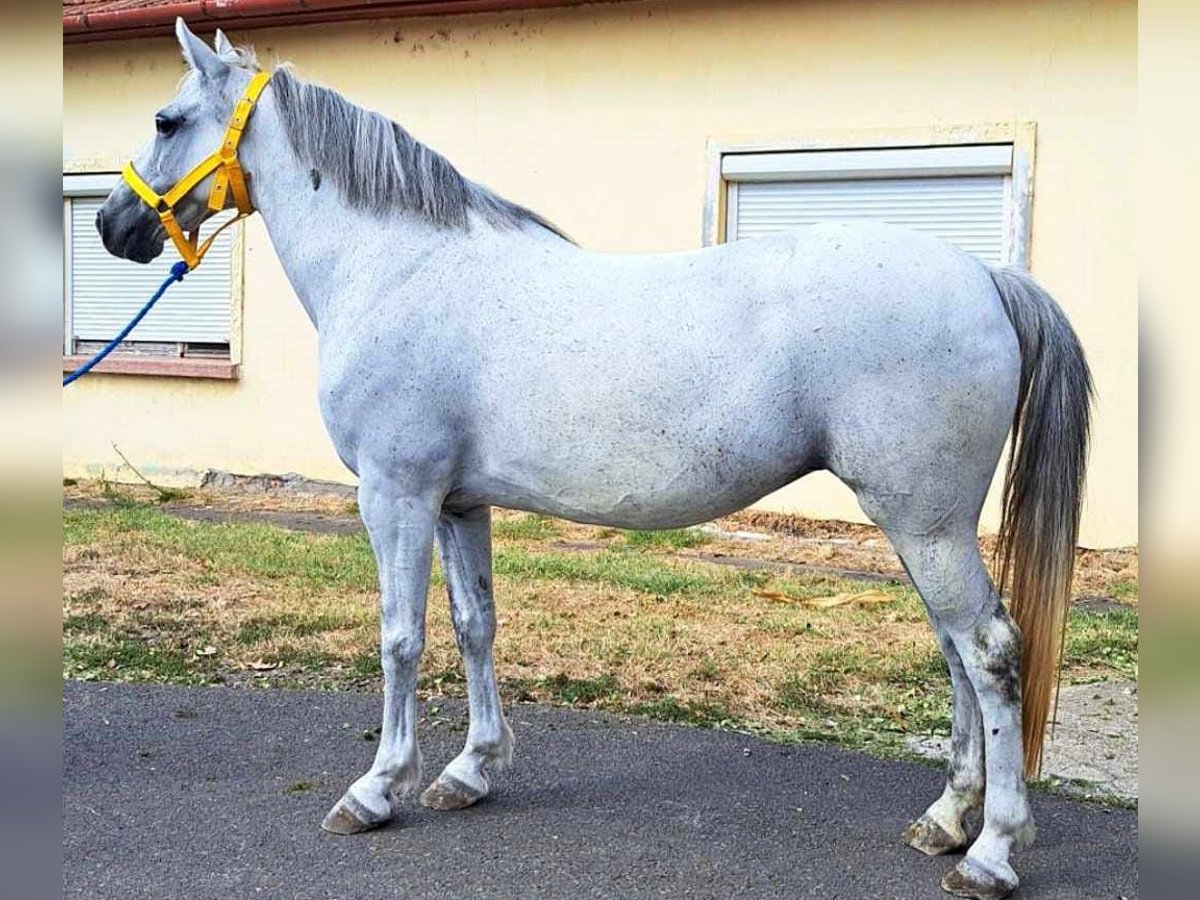 Altri pony/cavalli di piccola taglia Giumenta 11 Anni 140 cm in Deggendorf