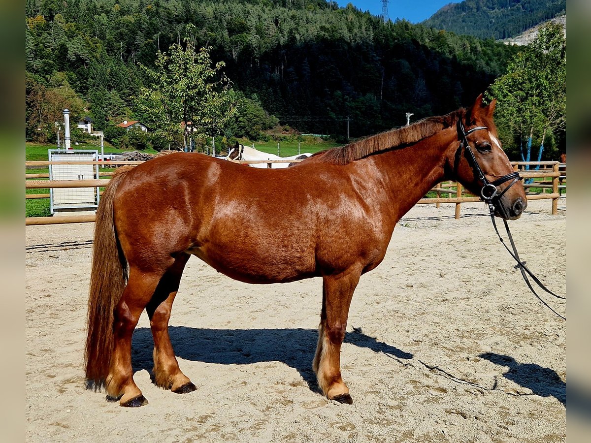 Altri pony/cavalli di piccola taglia Giumenta 11 Anni 145 cm Sauro in Gummern