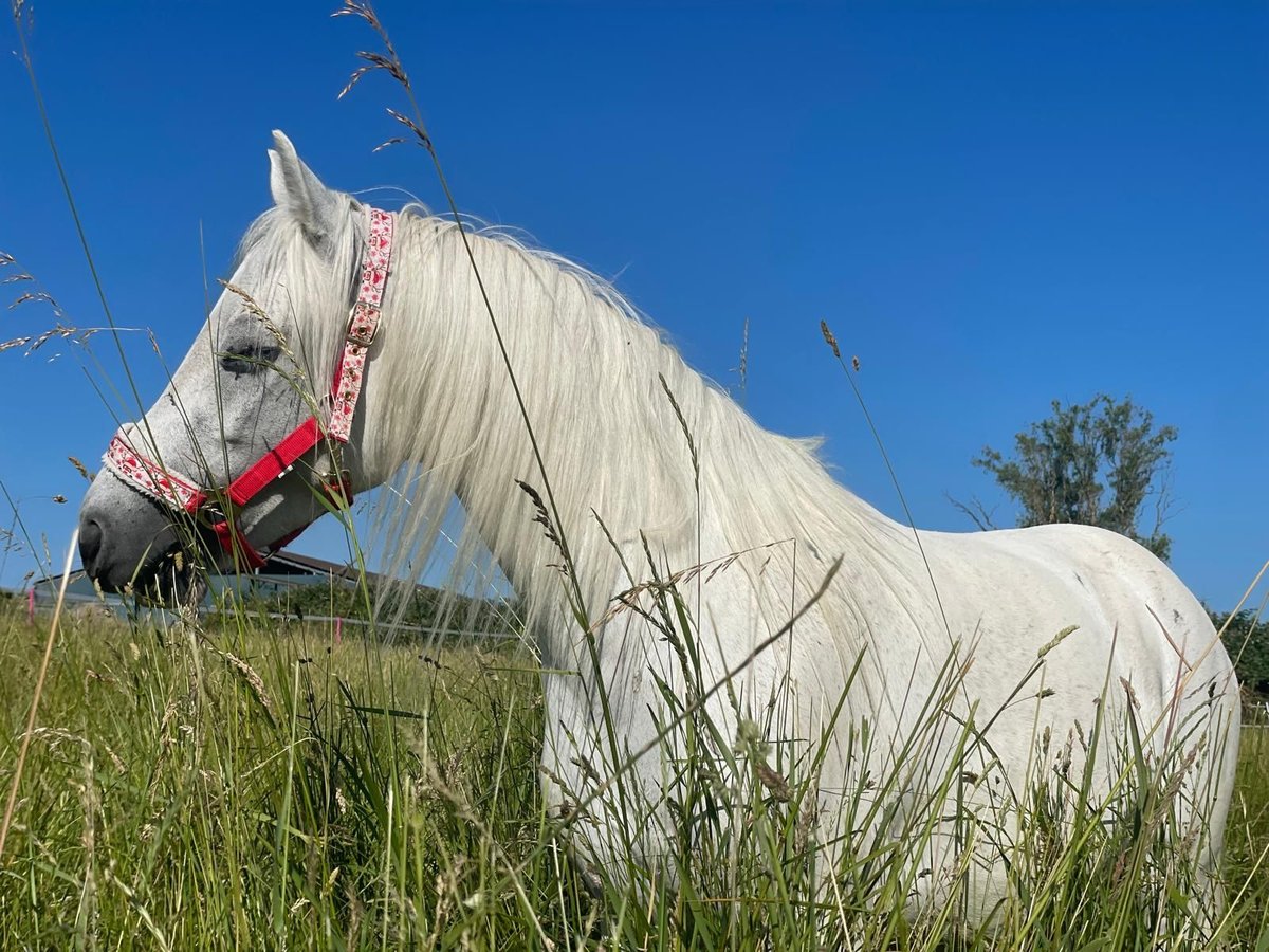 Altri pony/cavalli di piccola taglia Giumenta 12 Anni 130 cm Bianco in Bad Vilbel