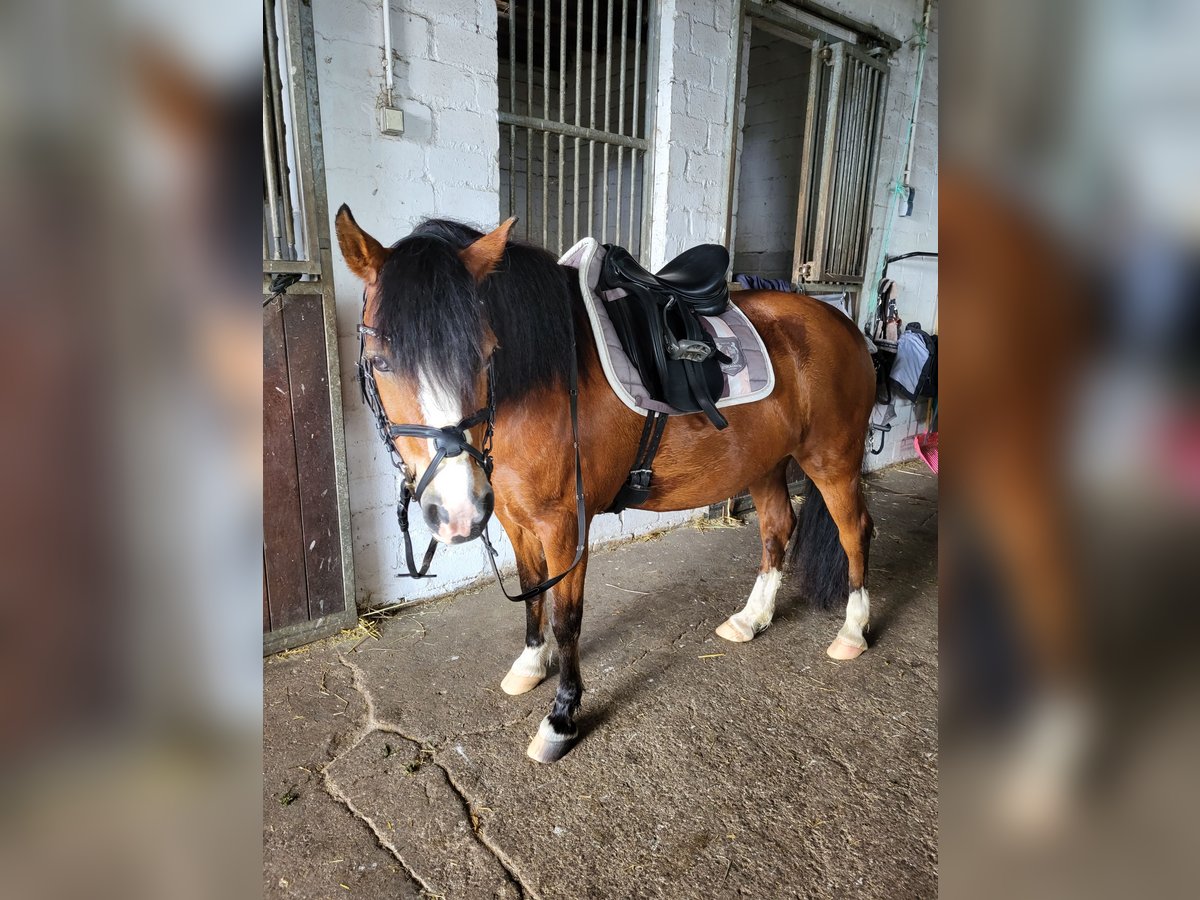 Altri pony/cavalli di piccola taglia Mix Giumenta 12 Anni 131 cm in Mülheim an der Ruhr