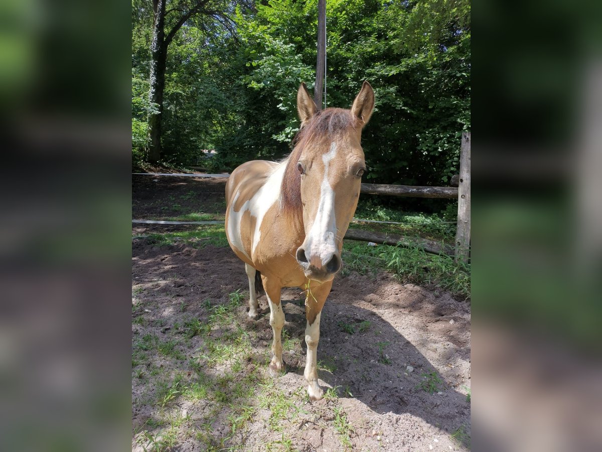 Altri pony/cavalli di piccola taglia Mix Giumenta 12 Anni 140 cm Pezzato in Weilheim an der Teck