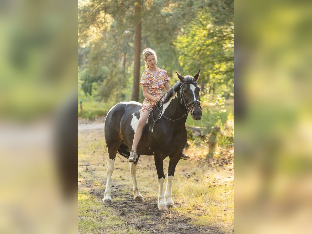 Altri pony/cavalli di piccola taglia Mix Giumenta 12 Anni 142 cm Pezzato in Veulen