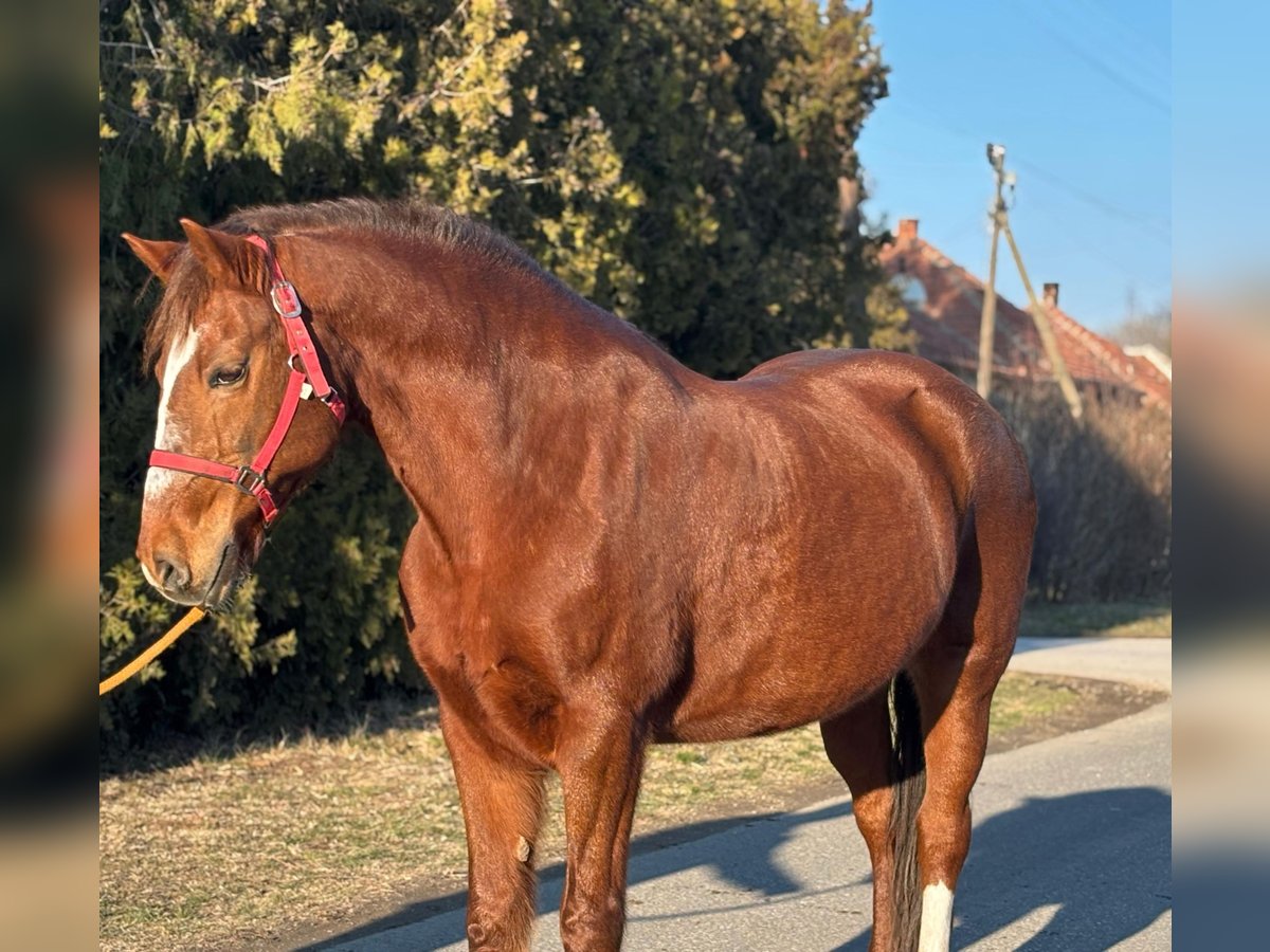 Altri pony/cavalli di piccola taglia Giumenta 14 Anni 147 cm in Deggendorf