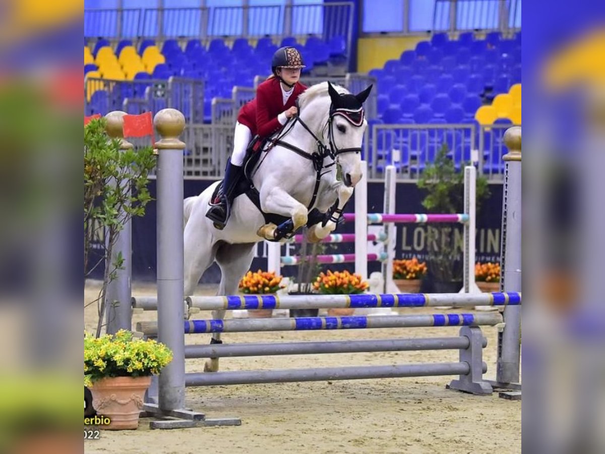 Altri pony/cavalli di piccola taglia Giumenta 14 Anni 148 cm Grigio in Montalbano