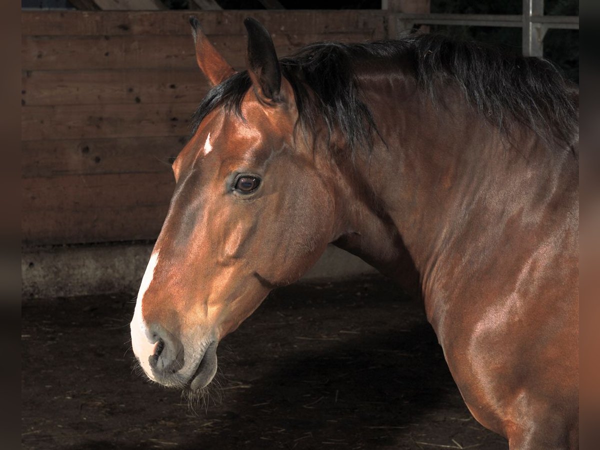 Altri pony/cavalli di piccola taglia Giumenta 15 Anni 150 cm Baio in Buttenwiesen