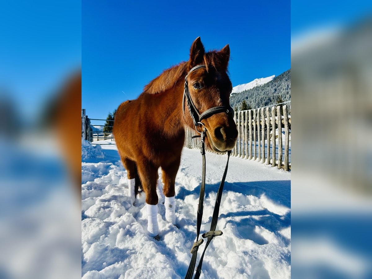 Altri pony/cavalli di piccola taglia Mix Giumenta 16 Anni 122 cm Sauro in Nesselwängle