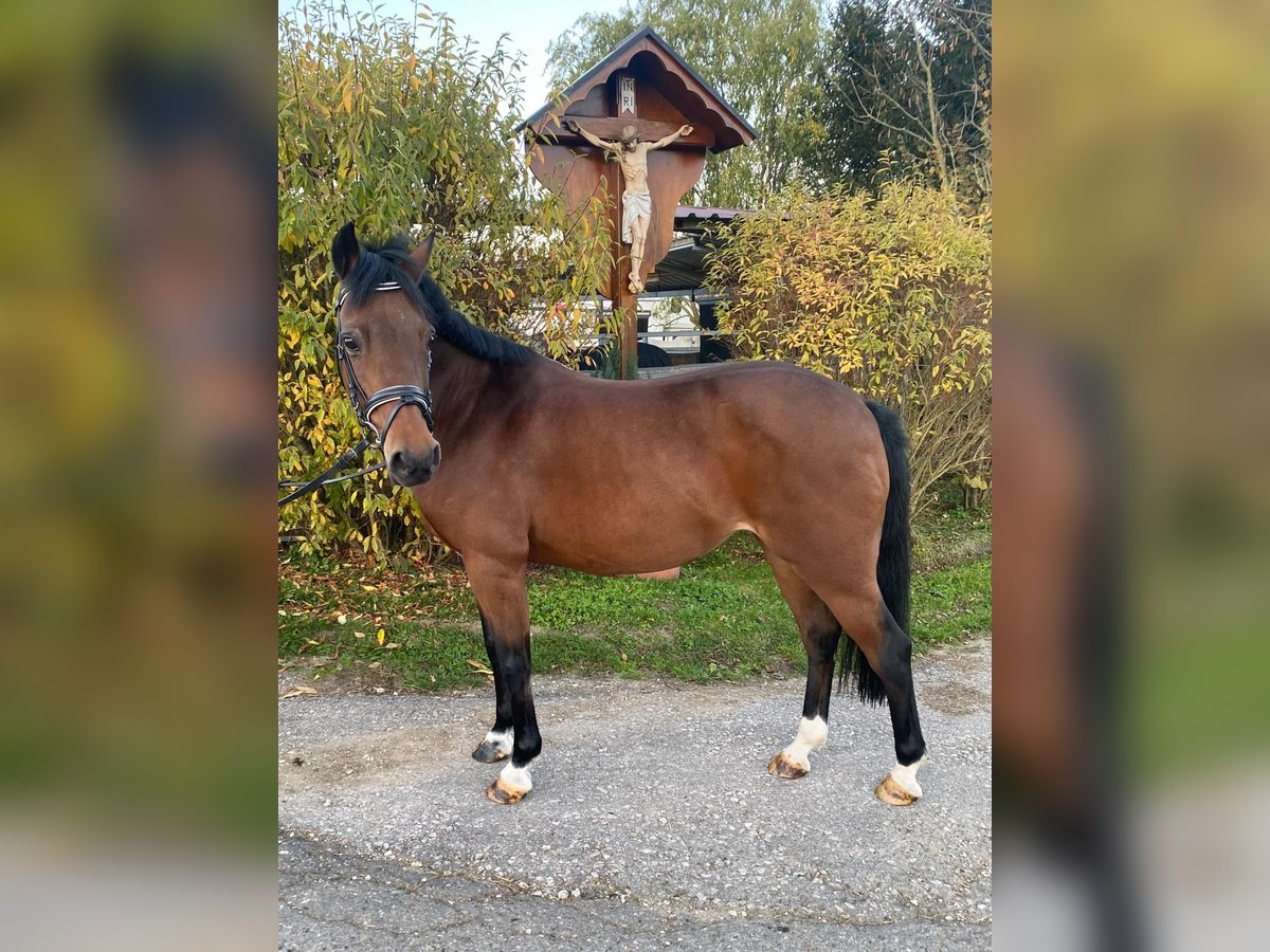 Altri pony/cavalli di piccola taglia Giumenta 17 Anni 125 cm Baio in Schwäbisch Gmünd