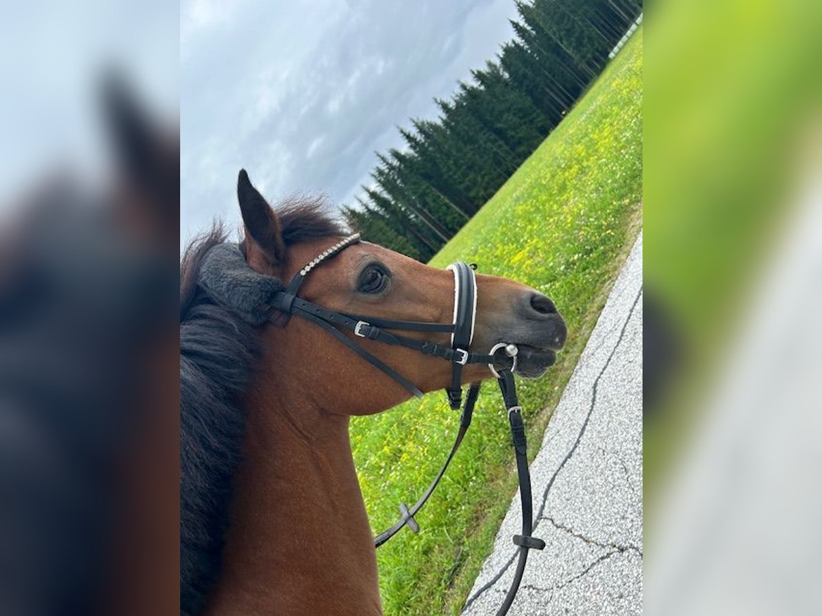 Altri pony/cavalli di piccola taglia Giumenta 19 Anni 135 cm Baio in Stromberg