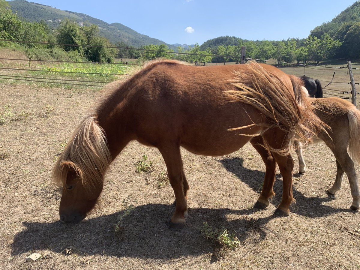 Altri pony/cavalli di piccola taglia Giumenta 3 Anni 100 cm Sauro in Saint-Pierre