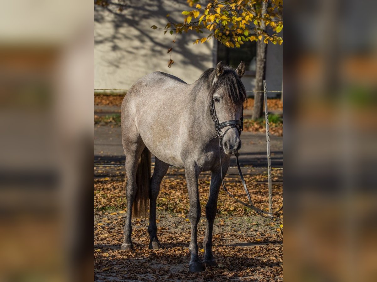 Altri pony/cavalli di piccola taglia Giumenta 3 Anni 148 cm Grigio pezzato in Schwäbisch Gmünd