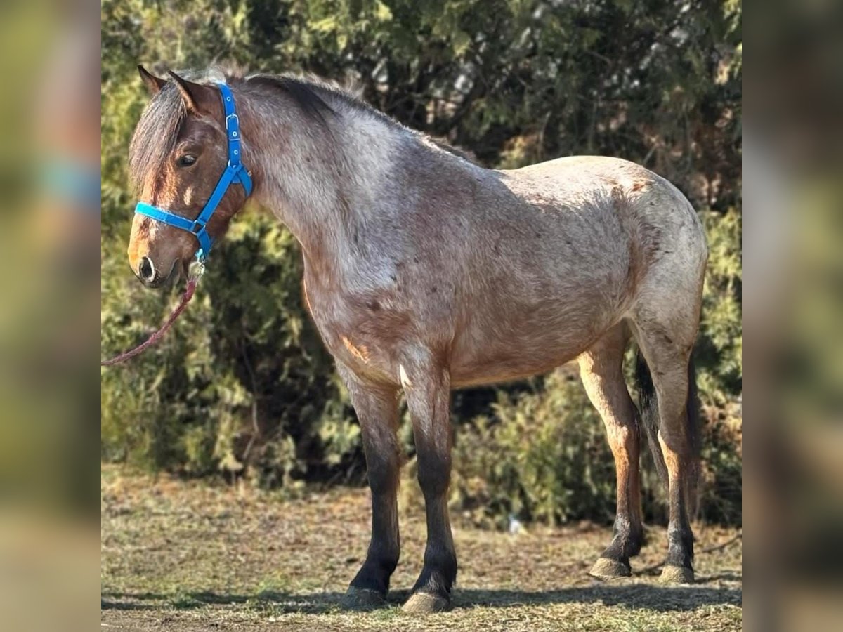 Altri pony/cavalli di piccola taglia Giumenta 4 Anni 140 cm in Deggendorf