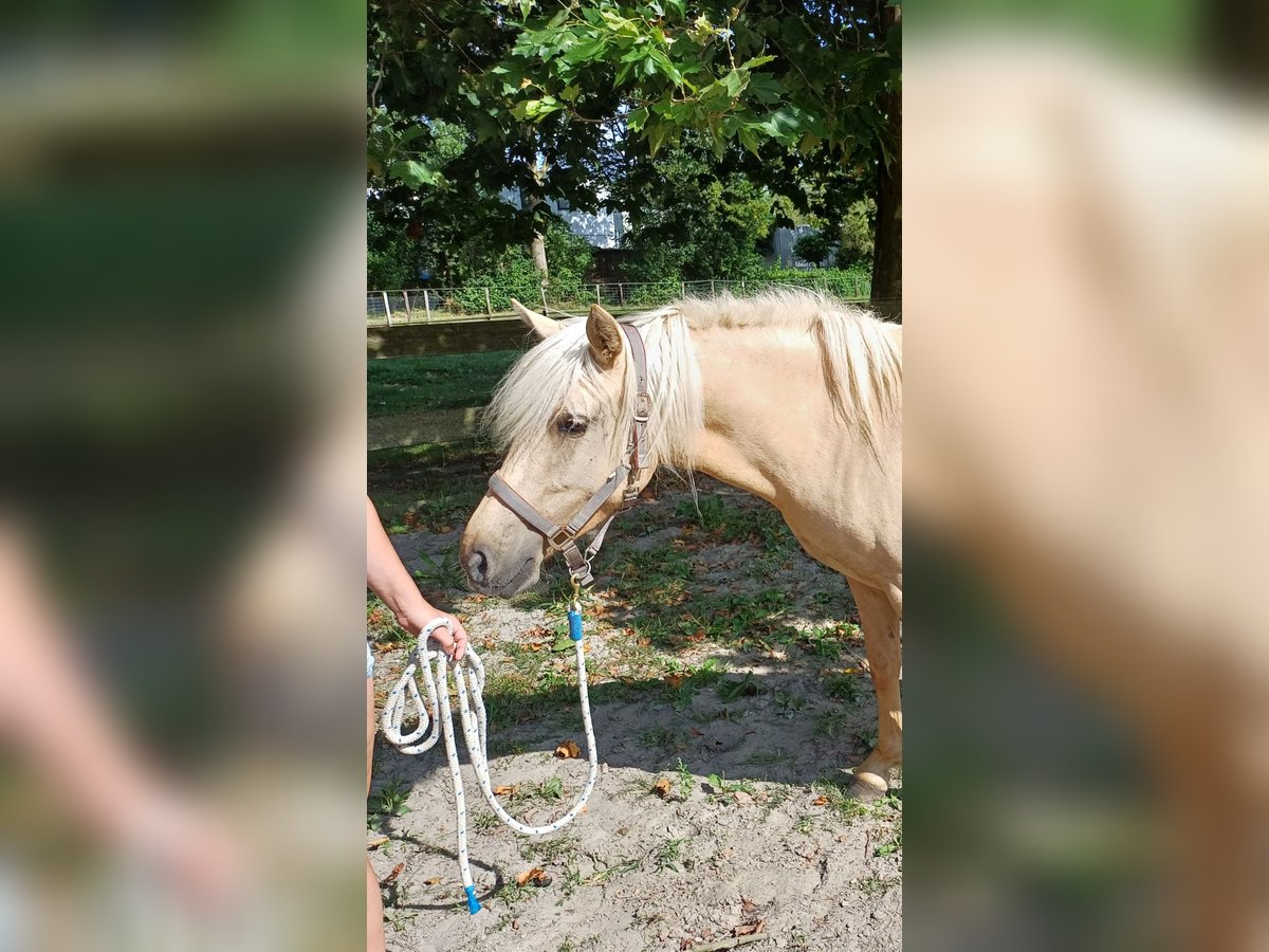 Altri pony/cavalli di piccola taglia Mix Giumenta 4 Anni 140 cm Cremello in Zeewolde