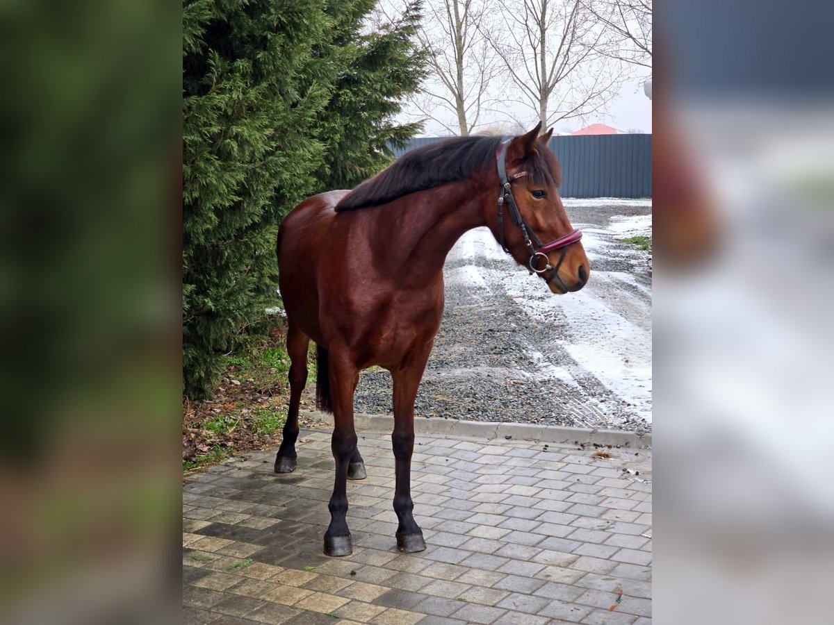 Altri pony/cavalli di piccola taglia Giumenta 4 Anni 148 cm Baio in Deggendorf