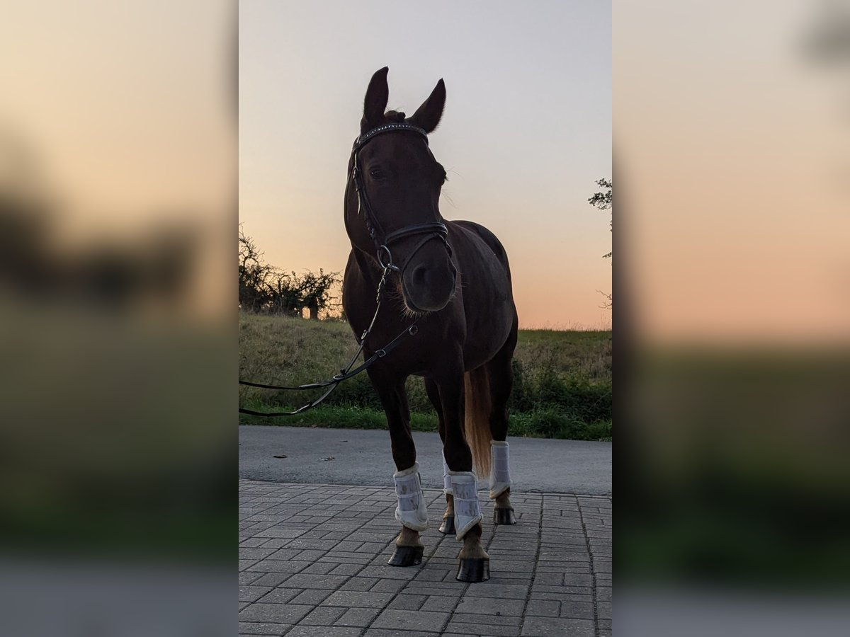 Altri pony/cavalli di piccola taglia Giumenta 5 Anni 148 cm Sauro scuro in Braunfels Tiefenbach