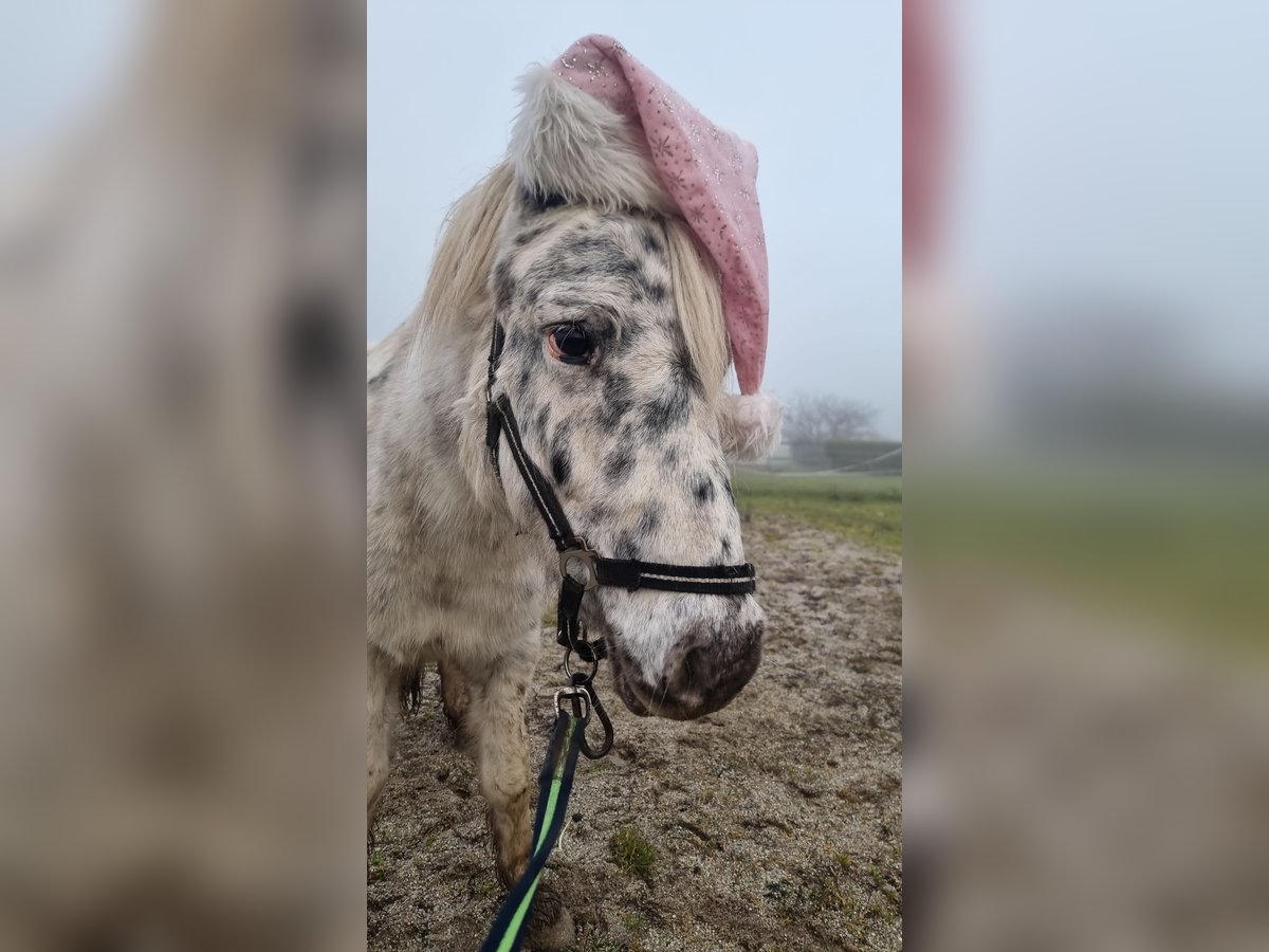 Altri pony/cavalli di piccola taglia Giumenta 6 Anni 115 cm Leopard in Neunburg vorm Wald