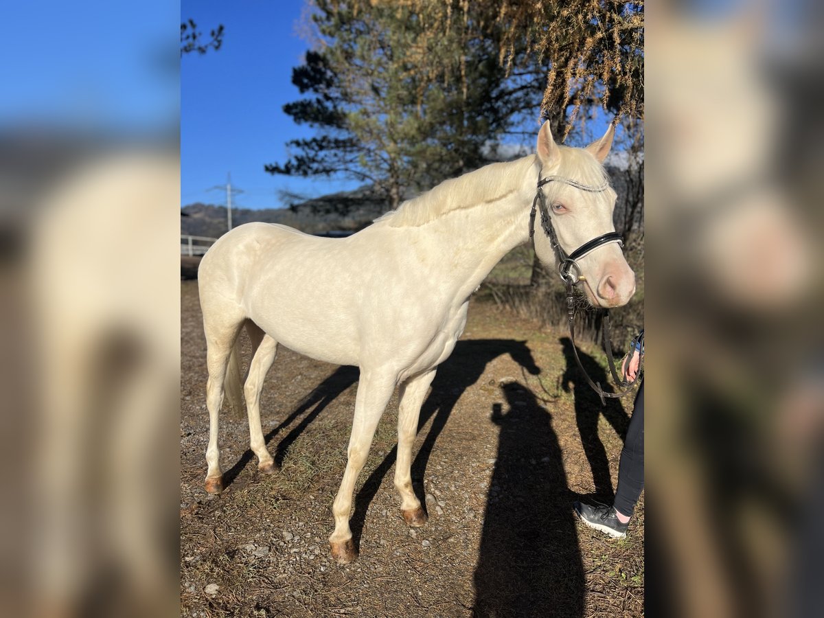 Altri pony/cavalli di piccola taglia Giumenta 6 Anni 137 cm Cremello in Schlins