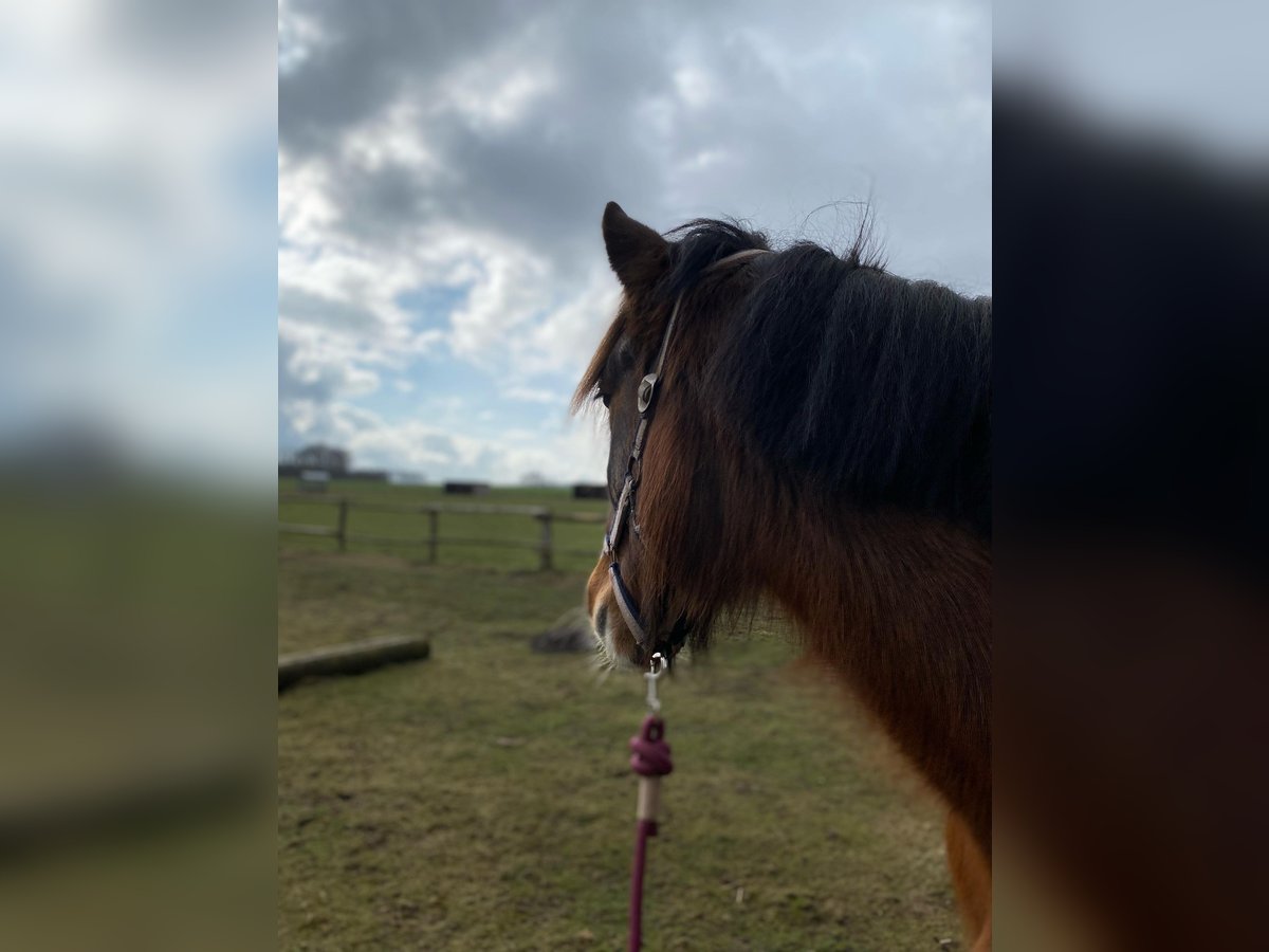 Altri pony/cavalli di piccola taglia Giumenta 6 Anni 143 cm Baio in Eggermühlen OT Bockraden