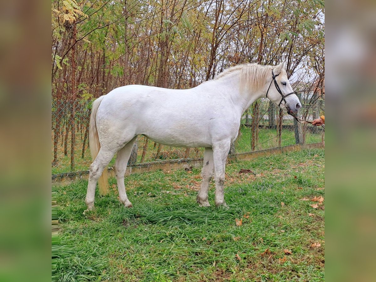 Altri pony/cavalli di piccola taglia Giumenta 6 Anni 150 cm in Passau