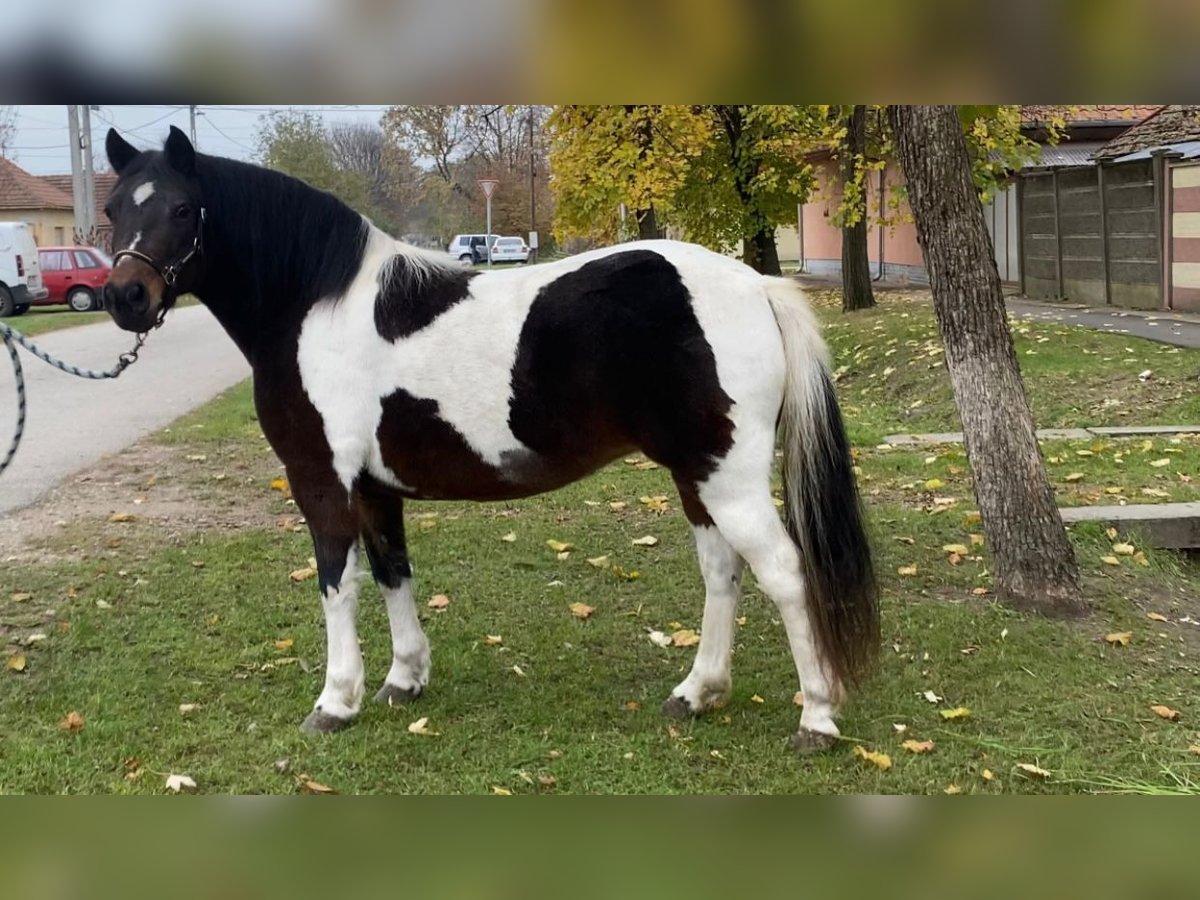 Altri pony/cavalli di piccola taglia Giumenta 7 Anni 126 cm Pezzato in Rechnitz