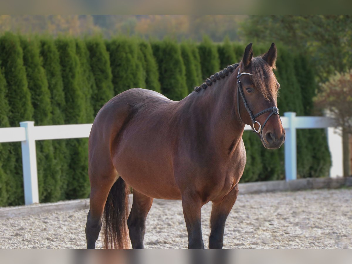 Altri pony/cavalli di piccola taglia Giumenta 7 Anni 145 cm Baio in Schwäbisch Hall