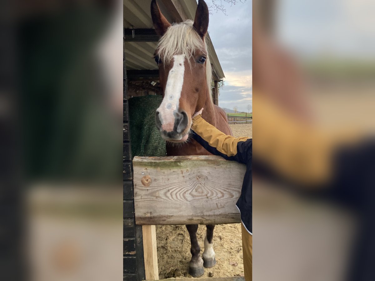 Altri pony/cavalli di piccola taglia Giumenta 7 Anni 150 cm Sauro in Knüllwald