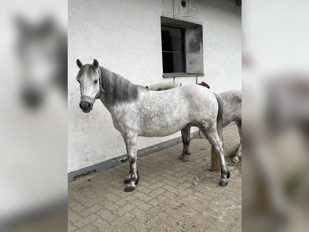 Altri pony/cavalli di piccola taglia Mix Giumenta 8 Anni 130 cm in Klagenfurt,09.Bez.:Annabichl