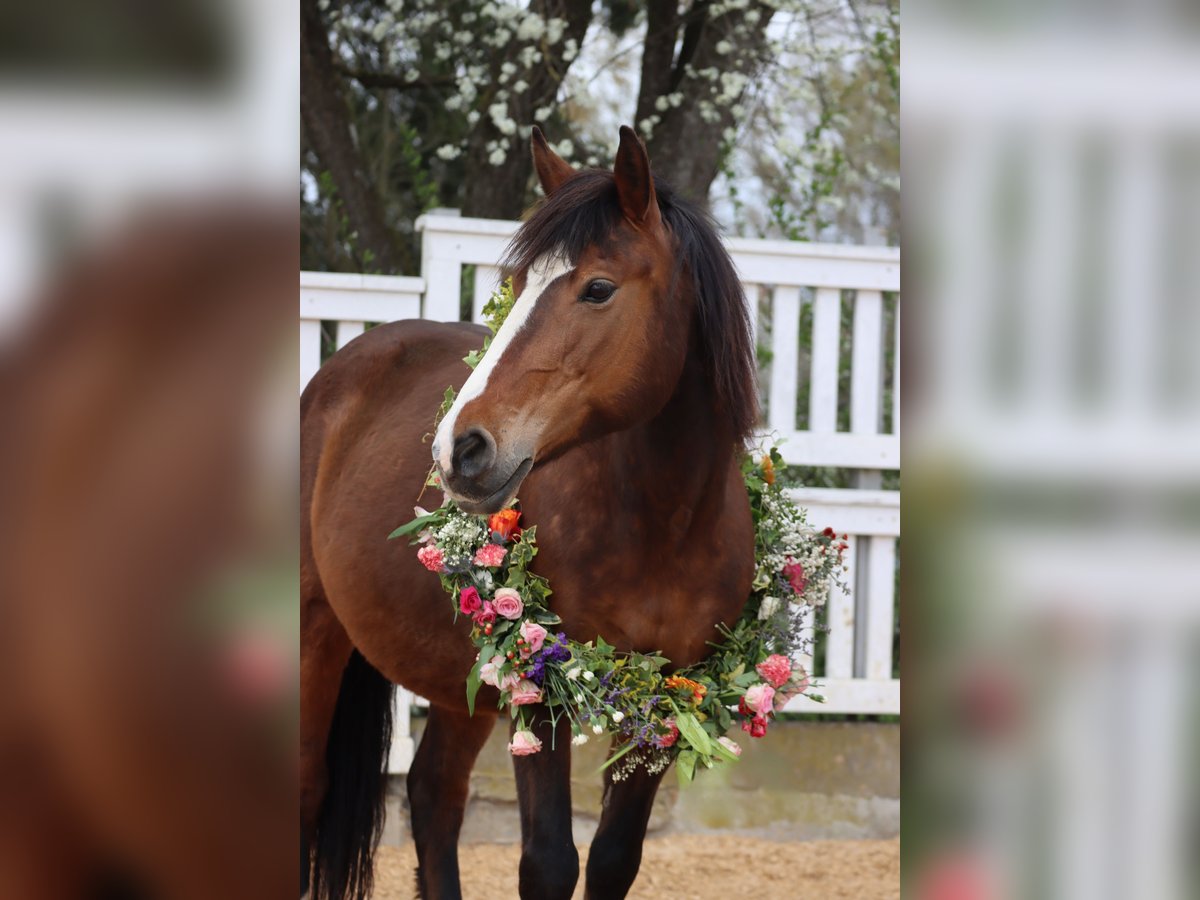 Altri pony/cavalli di piccola taglia Giumenta 8 Anni 140 cm Baio in Maisach