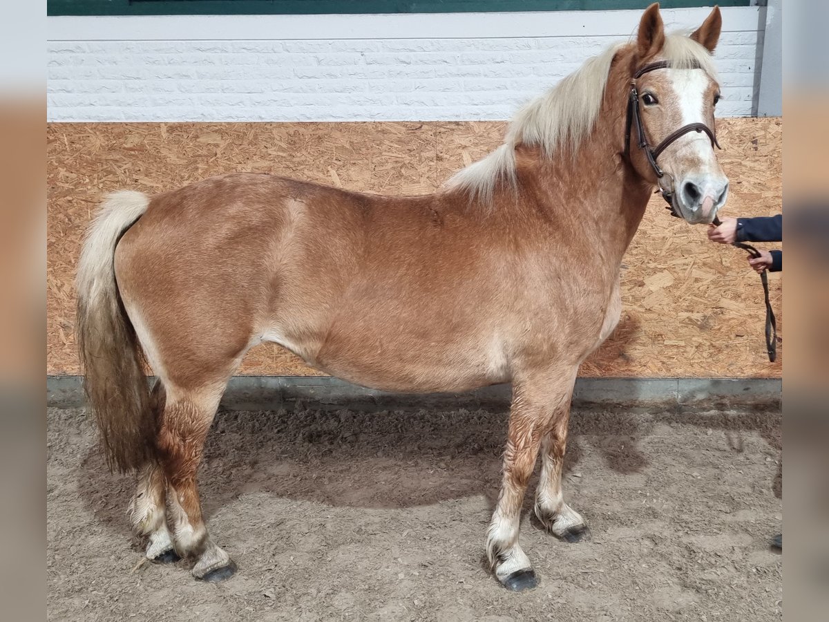 Altri pony/cavalli di piccola taglia Giumenta 8 Anni 142 cm Sauro in Wettrup