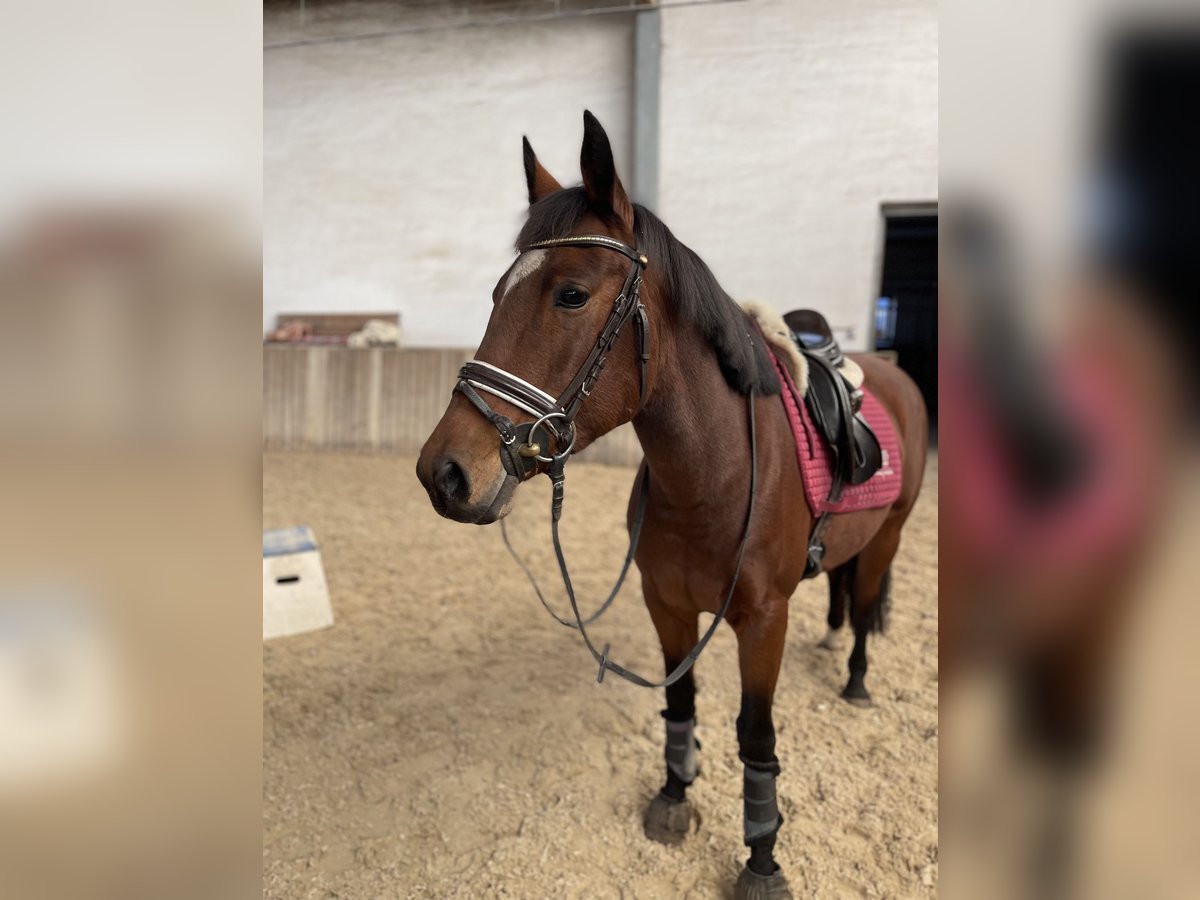 Altri pony/cavalli di piccola taglia Giumenta 8 Anni 146 cm Baio in Neumarkt in der Oberpfalz