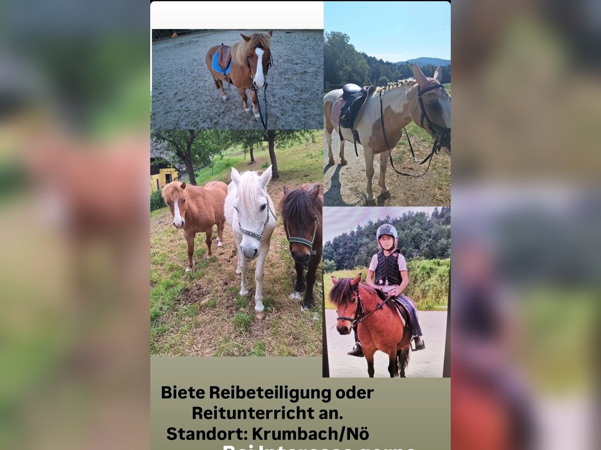 Altri pony/cavalli di piccola taglia Giumenta 8 Anni Sauro in Krumbach