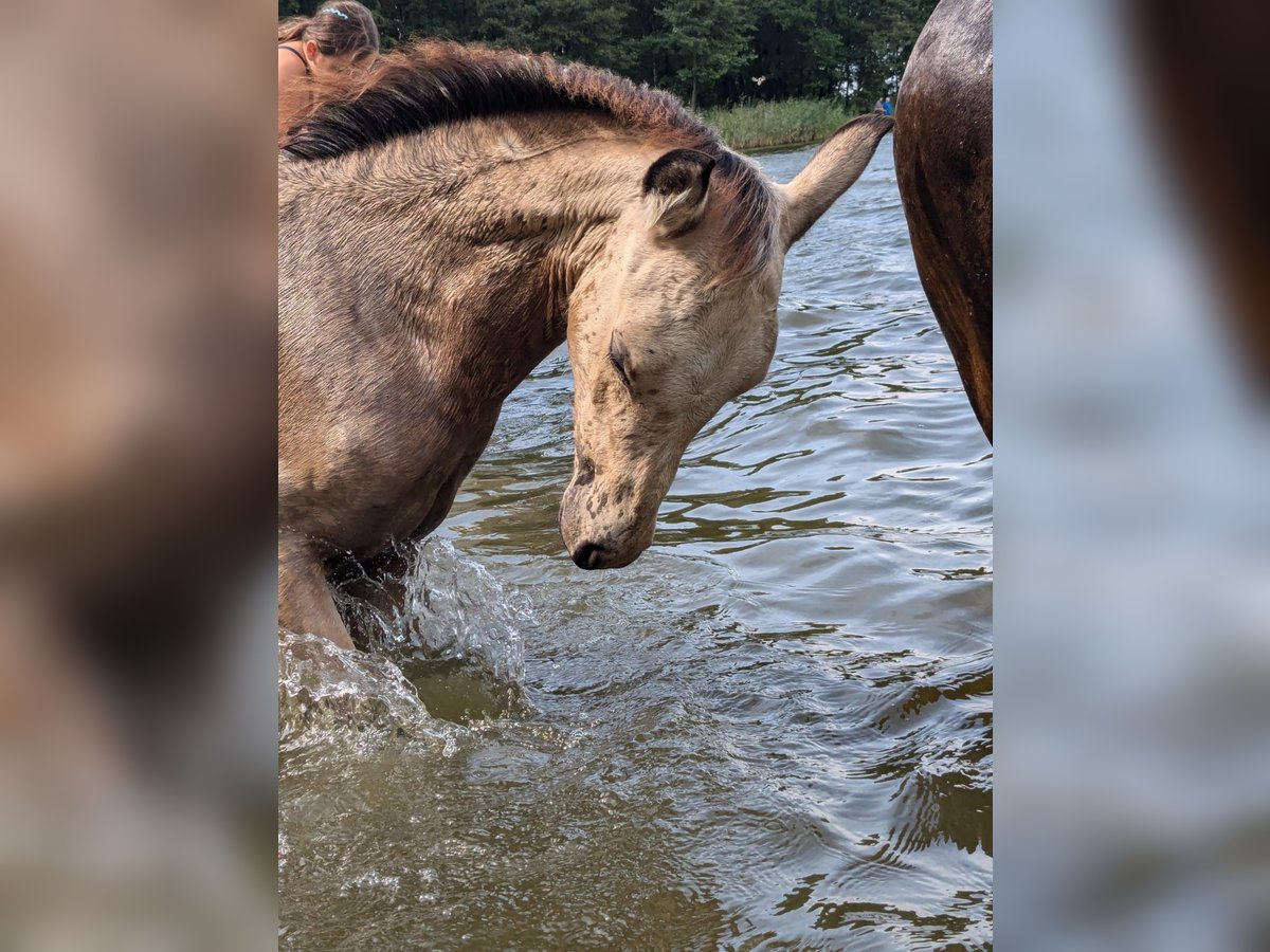 Altri pony/cavalli di piccola taglia Giumenta Puledri (05/2024) 143 cm Pelle di daino in Kubczyce