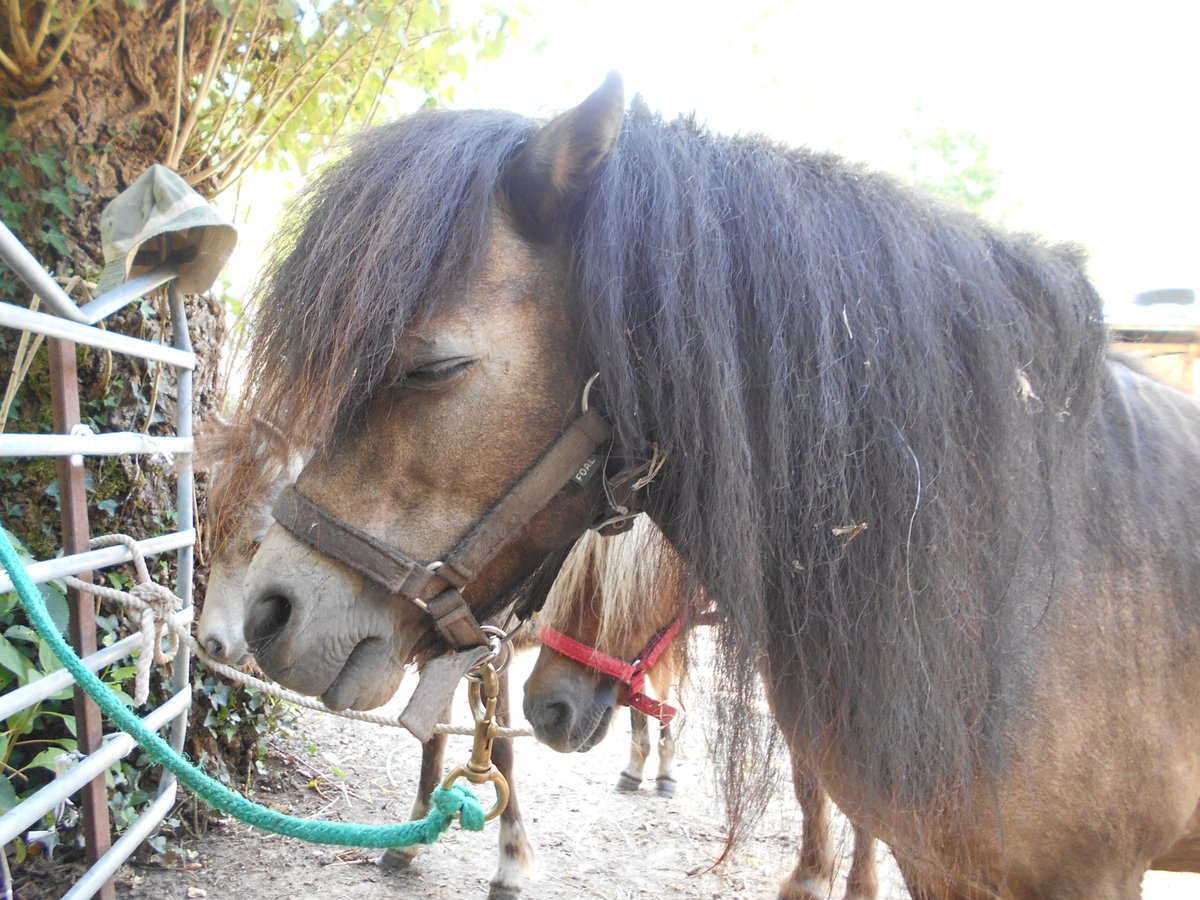 Altri pony/cavalli di piccola taglia Stallone 10 Anni 80 cm Baio in Brens