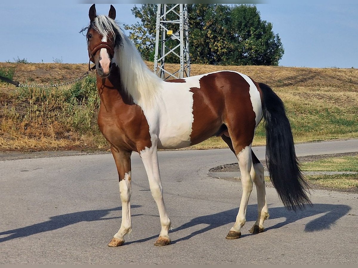 Altri pony/cavalli di piccola taglia Stallone 3 Anni 146 cm Pezzato in Deggendorf