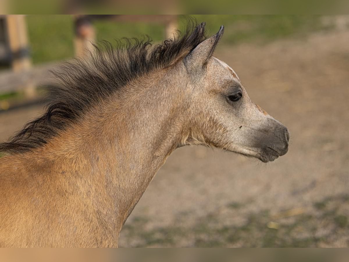 Altri pony/cavalli di piccola taglia Stallone Puledri (05/2024) 125 cm Grigio in Nussdorf am Attersee