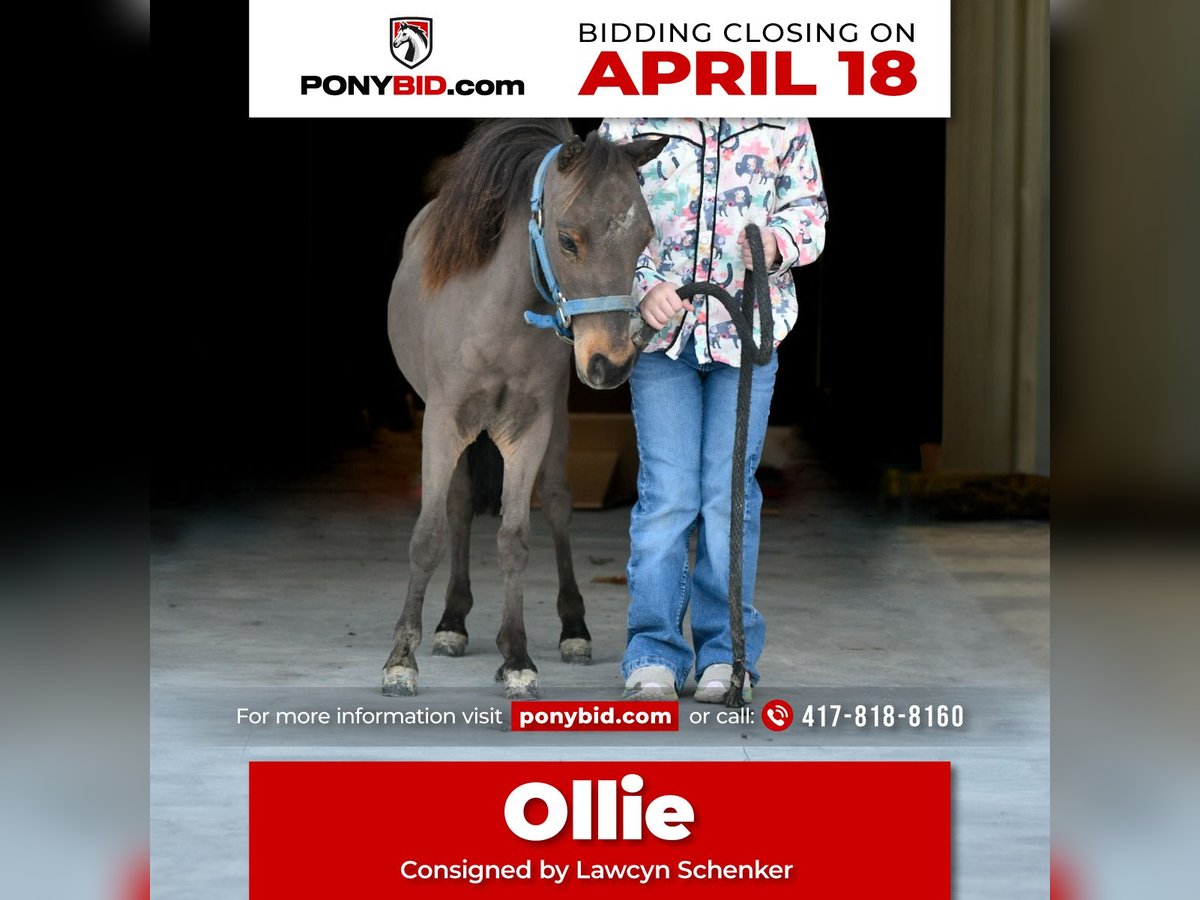 Altri pony/cavalli di piccola taglia Stallone Puledri
 (01/2024) 74 cm in Half Way, MO