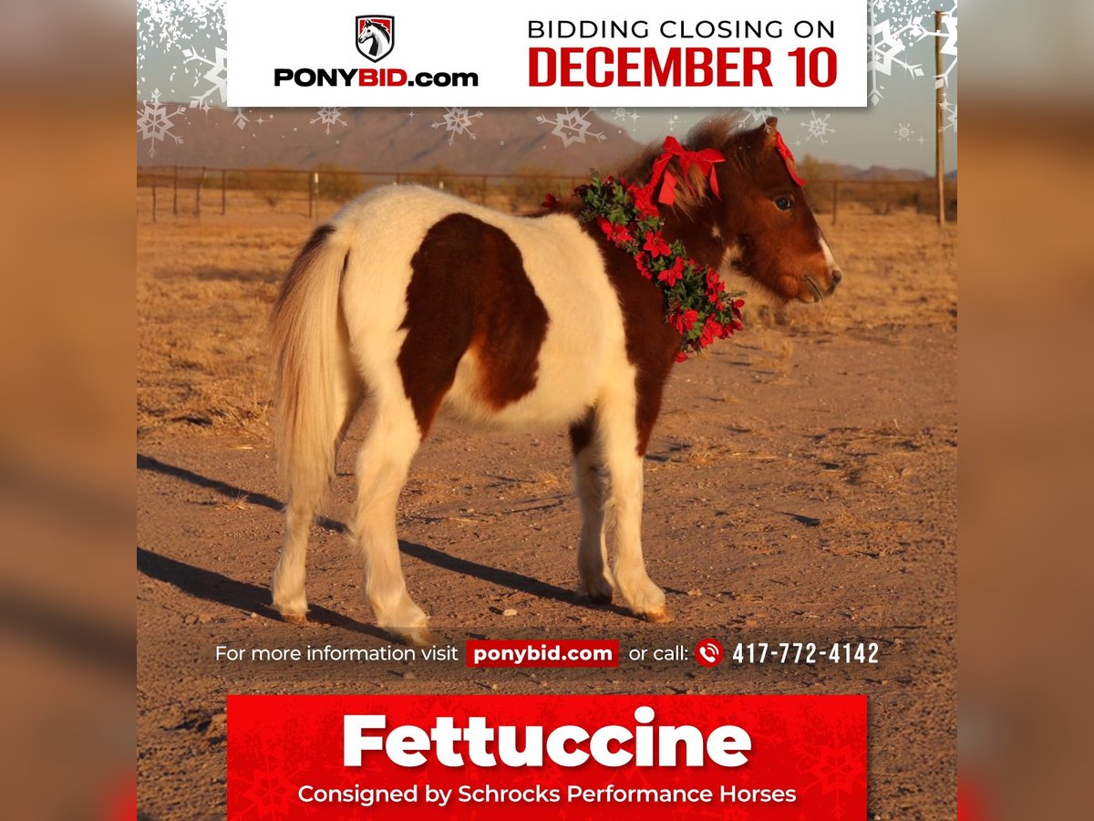 Altri pony/cavalli di piccola taglia Stallone  91 cm Pezzato in Buckeye, AZ