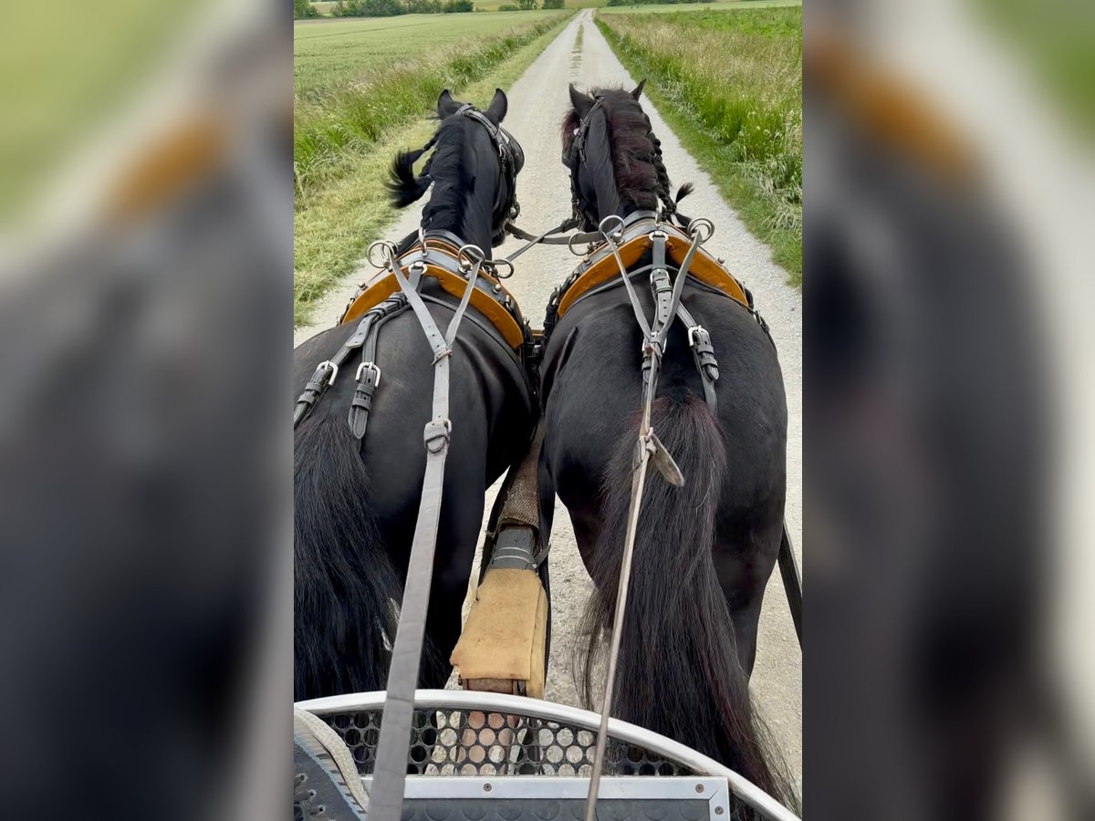 Altri pony/cavalli di piccola taglia Castrone 10 Anni 126 cm Morello in Rechnitz