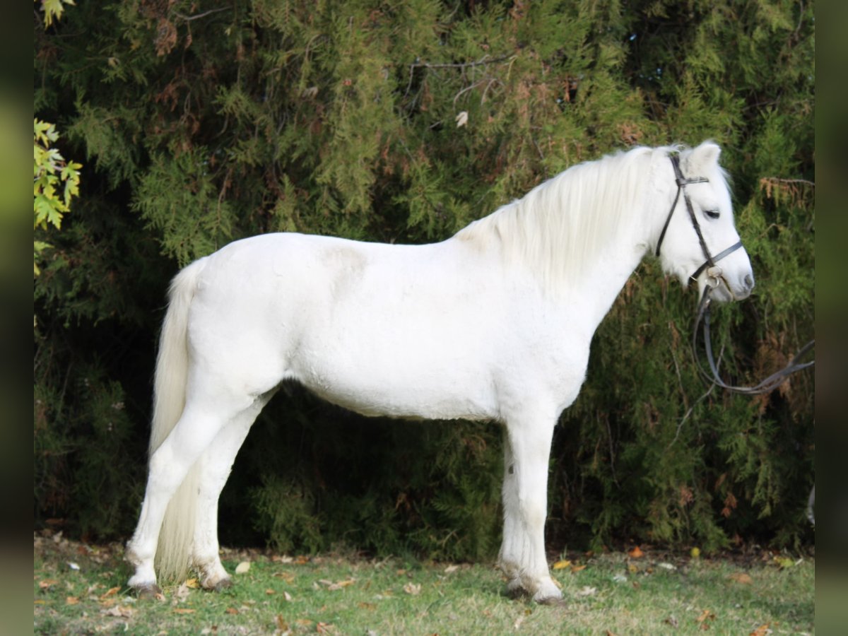 Altri pony/cavalli di piccola taglia Castrone 10 Anni 132 cm Grigio in Békés Altri pony/cavalli di piccola taglia Castrone 10 Anni 132 cm Grigio in Békés