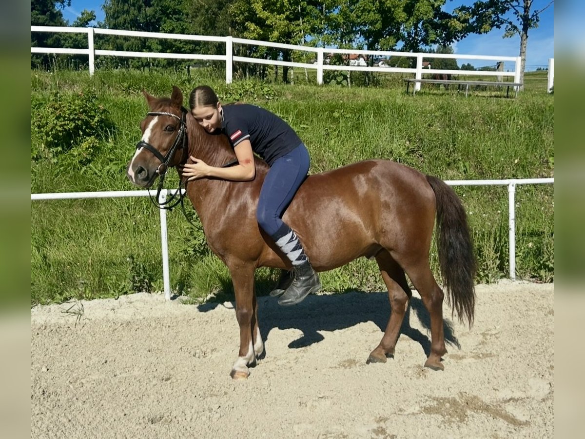 Altri pony/cavalli di piccola taglia Castrone 10 Anni 140 cm Baio in Pelmberg