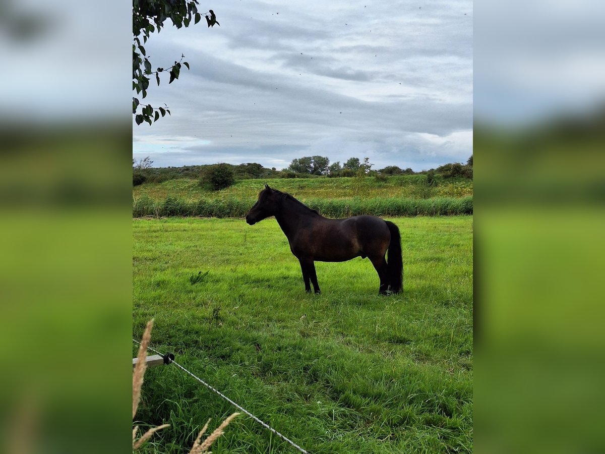 Altri pony/cavalli di piccola taglia Castrone 11 Anni 128 cm Baio scuro in Waldbr&#xF6;l