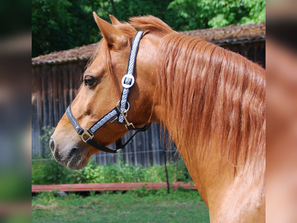 Altri pony/cavalli di piccola taglia Castrone 11 Anni 142 cm in Bayerbach